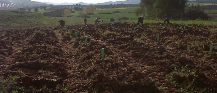 Reforestación 